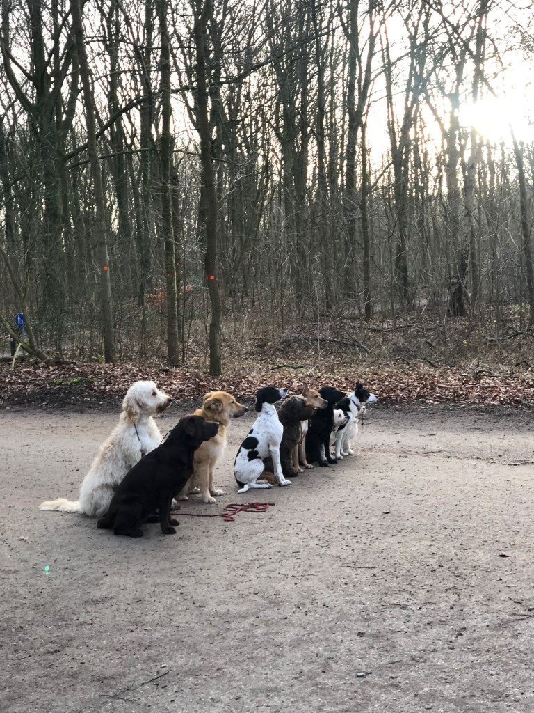 Klasje honden in het bos